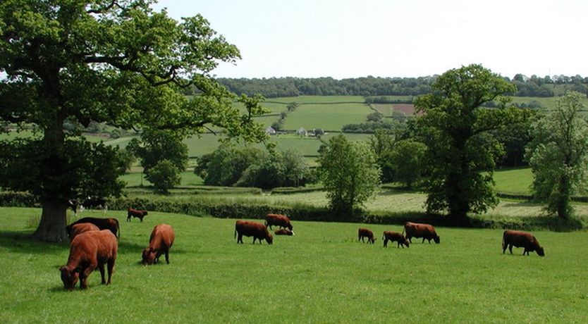 Photo of Whitcombe Cottage