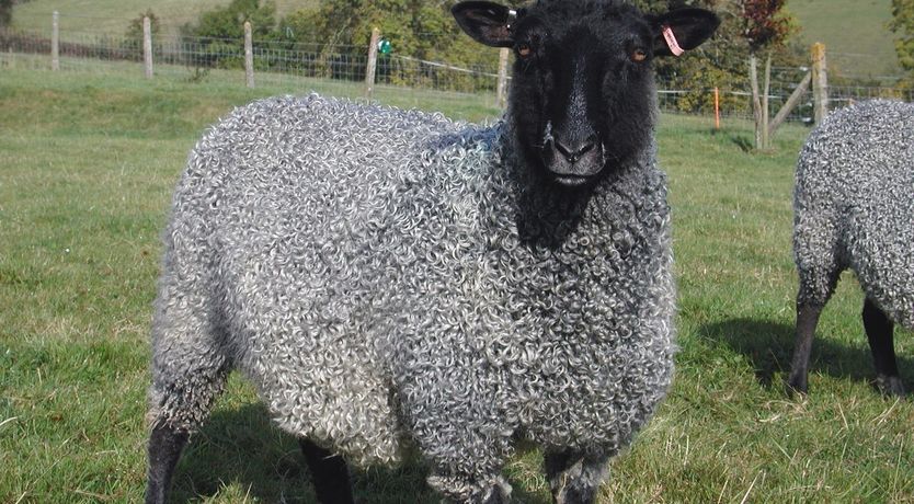 Photo of Swallows Cottage