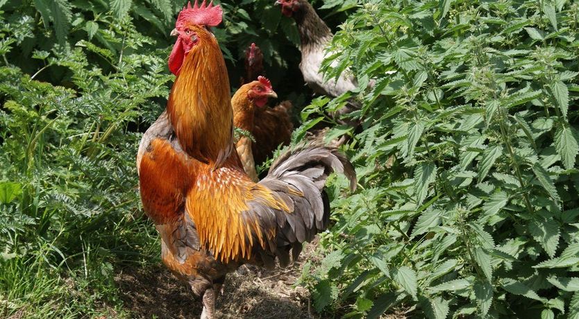 Photo of Swift Cottage