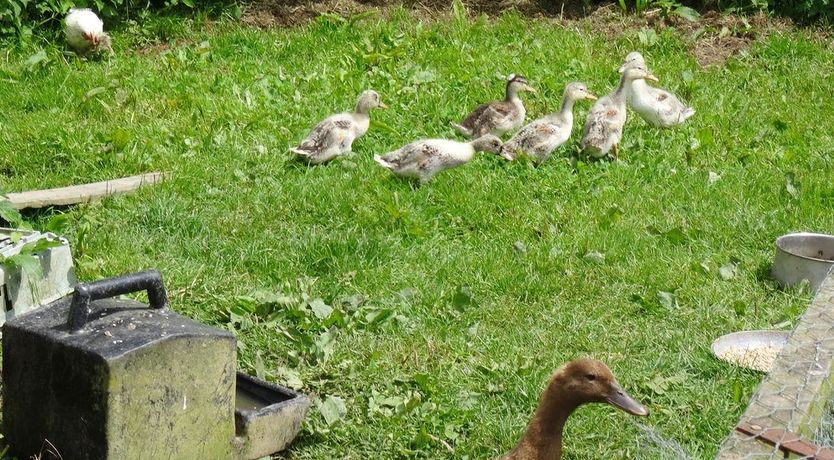 Photo of Swift Cottage