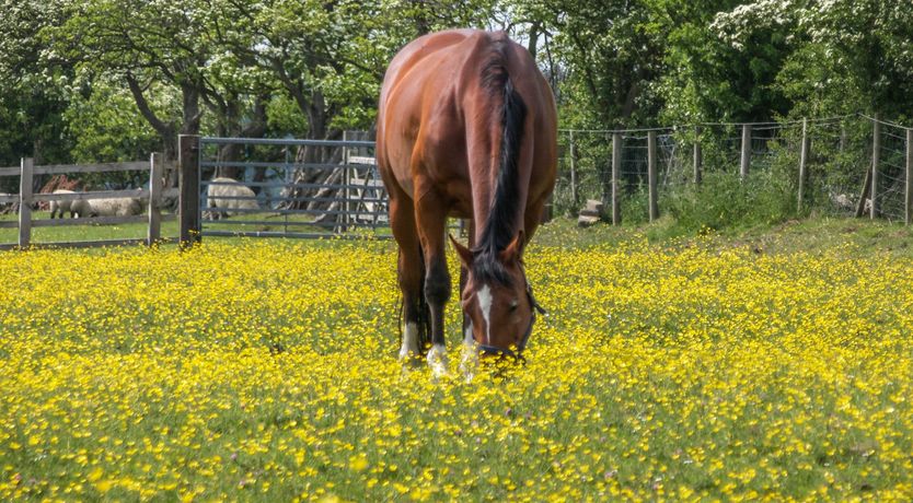 Photo of Daisy's Holiday Cottage