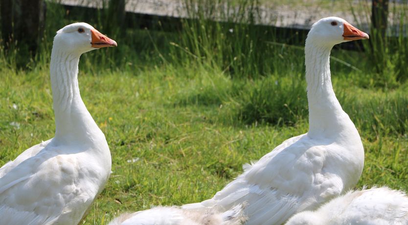 Photo of Brook Lodge