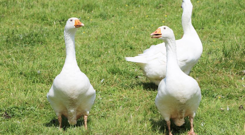 Photo of Brook Lodge