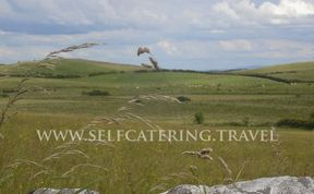 Photo of Typical Irish Farm Cottages