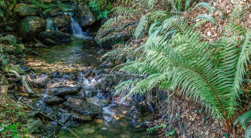 Photo of Running Waters