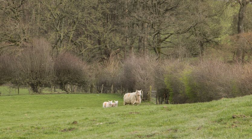 Photo of Waggoners Cottage