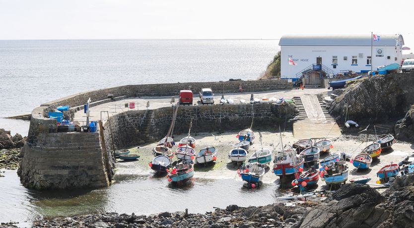 Photo of Gannet Watch
