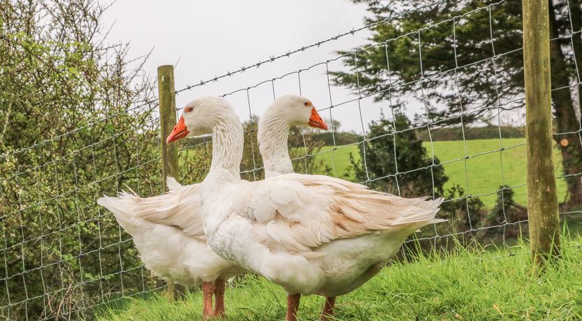 Photo of Wren Cottage