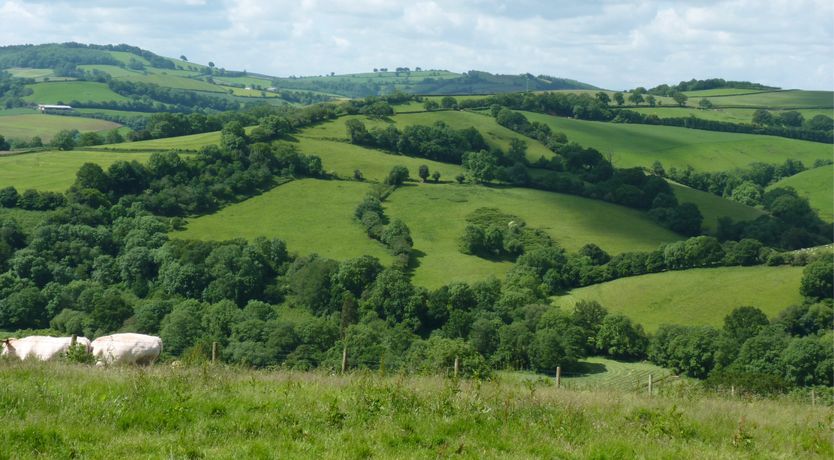 Photo of Fig Tree Cottage