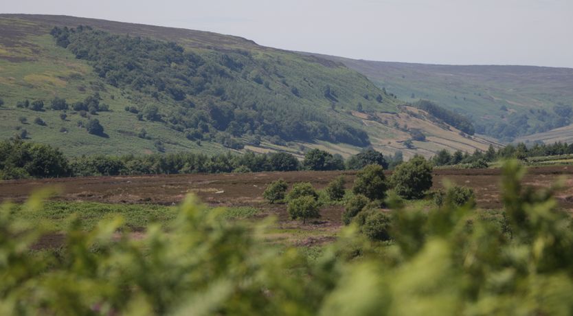 Photo of Dutch Blues