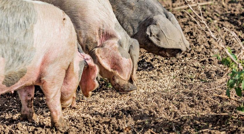 Photo of 1 Bed in West Camel