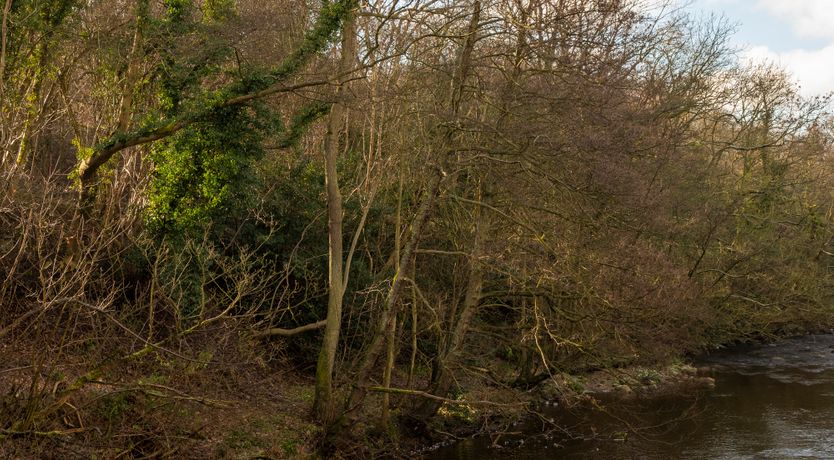 Photo of Esk View Cottage