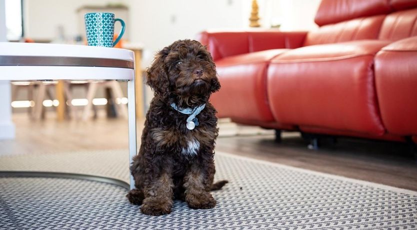 Photo of 4 Bed in Northam