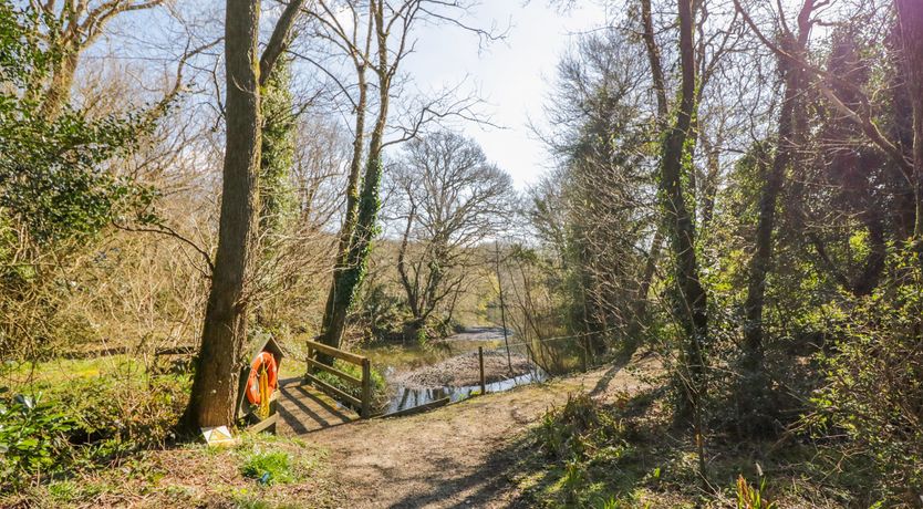 Photo of Forget-me-not