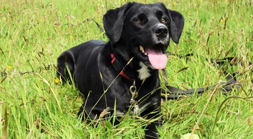 Photo of 3 Bed in Holsworthy Beacon