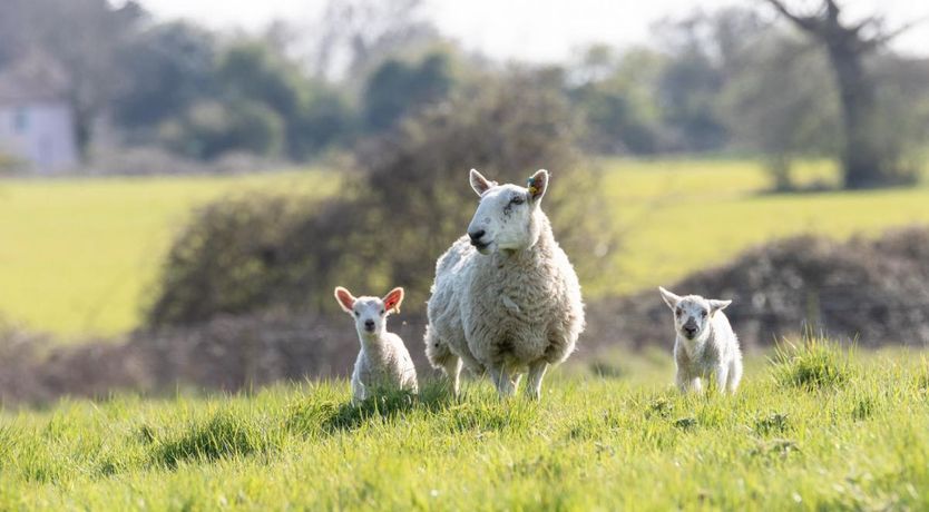 Photo of 1 Bed in Edzell