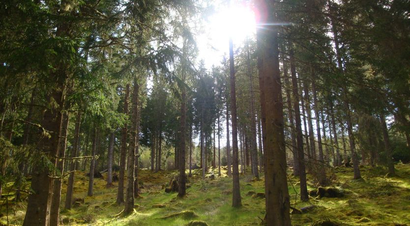 Photo of Tomich Woodland Lodges