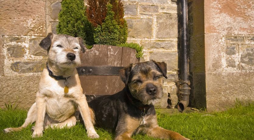 Photo of Tomich Woodland Lodges