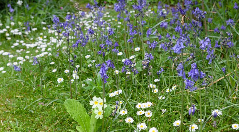 Photo of Windy Heath