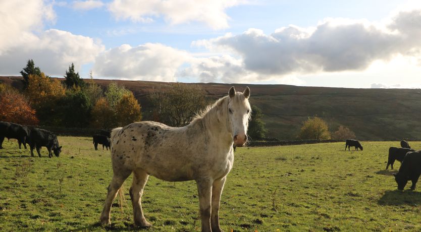 Photo of The Old Shippon Mews