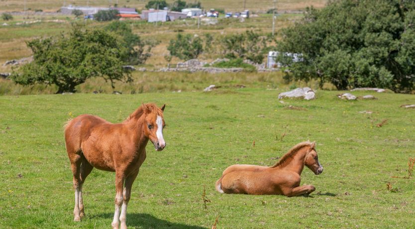 Photo of Ffynnon Bach
