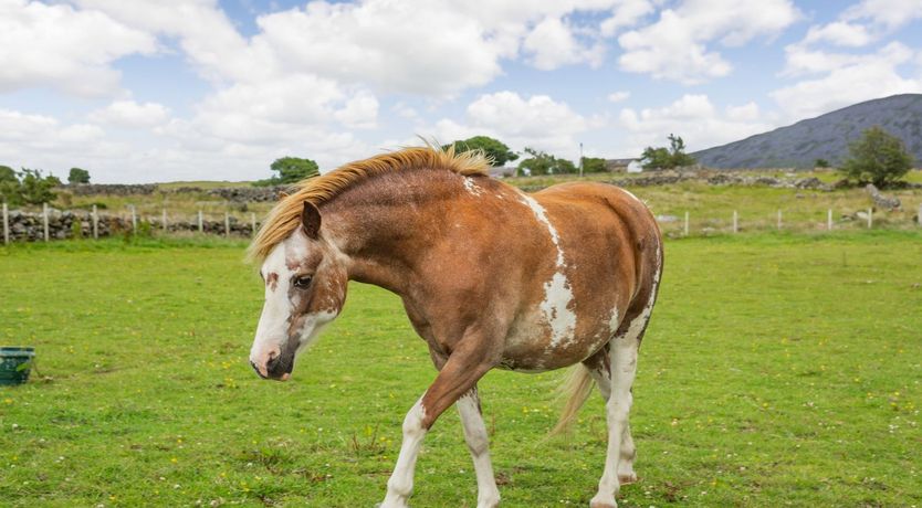 Photo of Ffynnon Bach