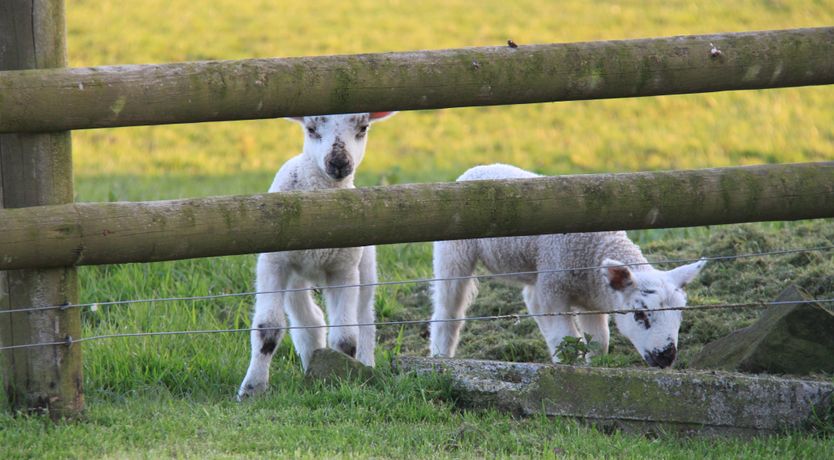 Photo of Higher Forda