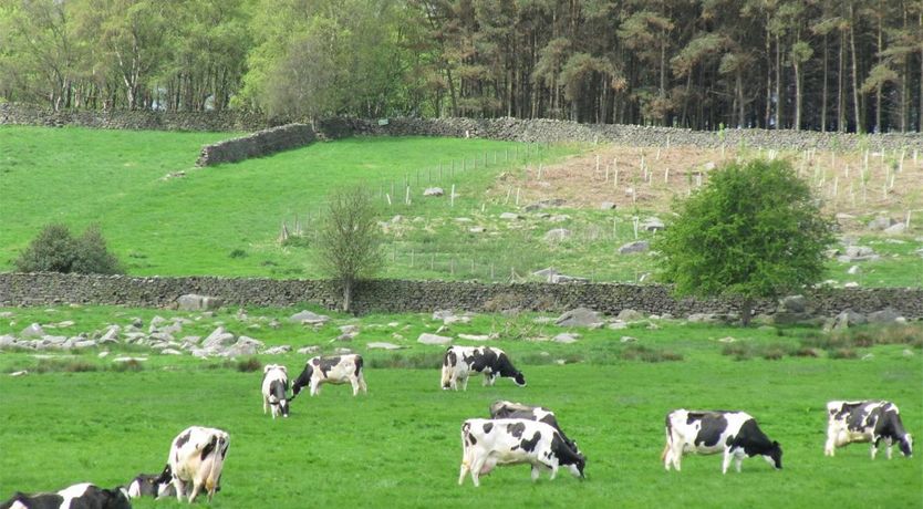 Photo of 1 Bed in Darley