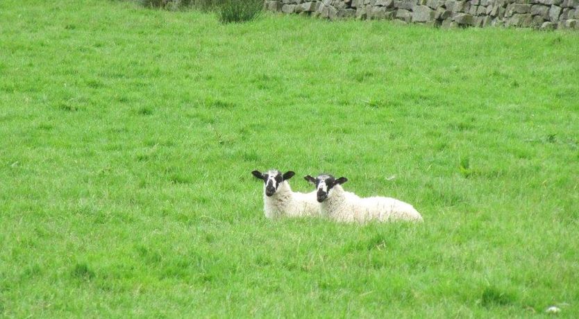 Photo of 1 Bed in Darley