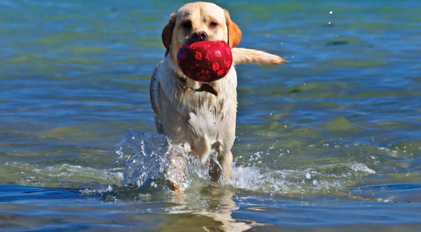 Photo of Seascape (Hope Cove)
