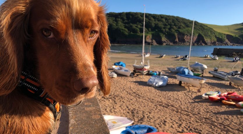 Photo of Seascape (Hope Cove)