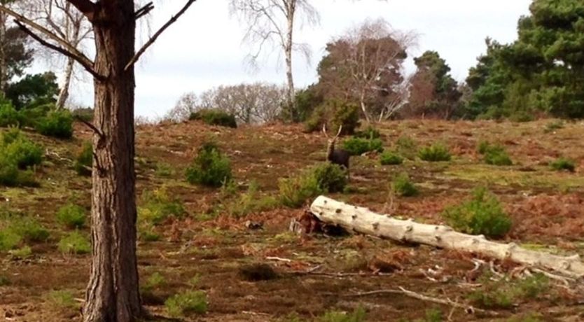 Photo of Farrier's Lodge