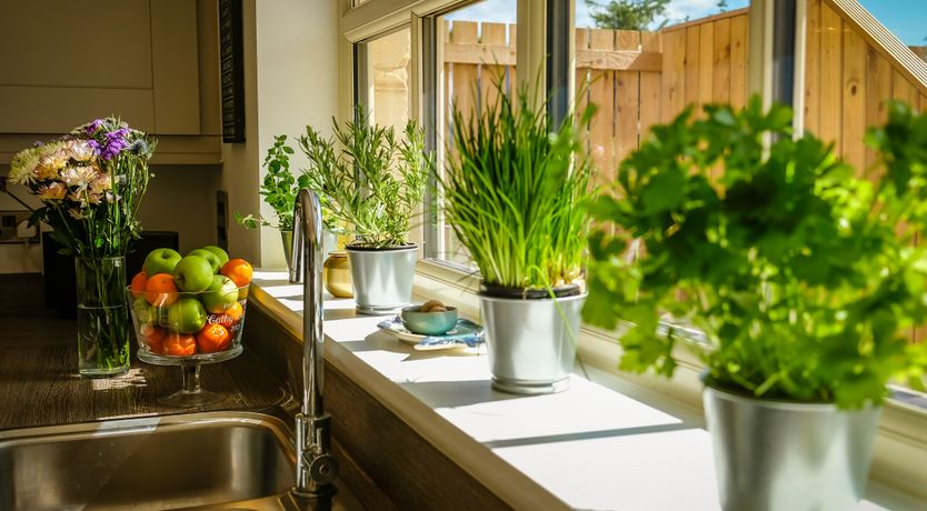 Photo of Oystercatcher