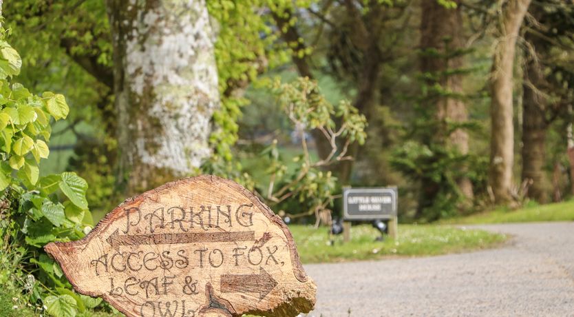 Photo of Little Silver Owl