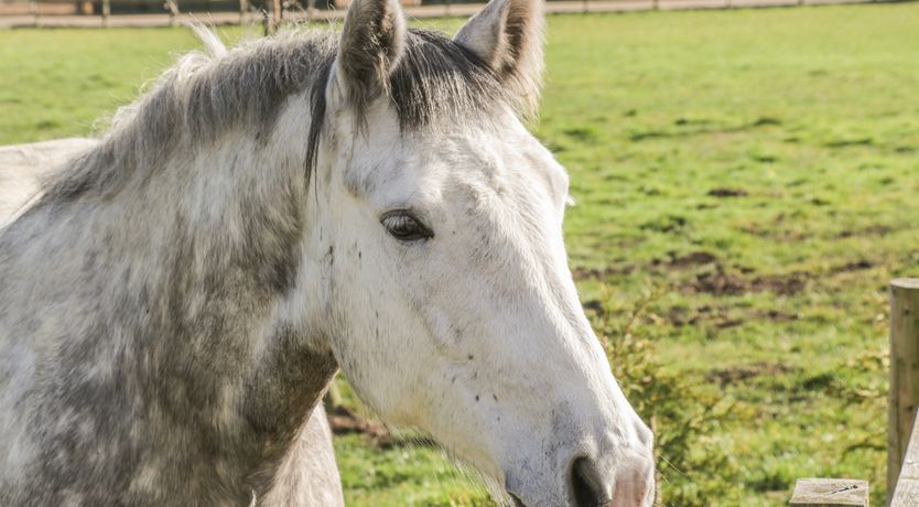 Photo of Willow Lodge