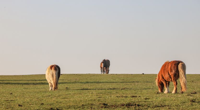 Photo of The Cottage
