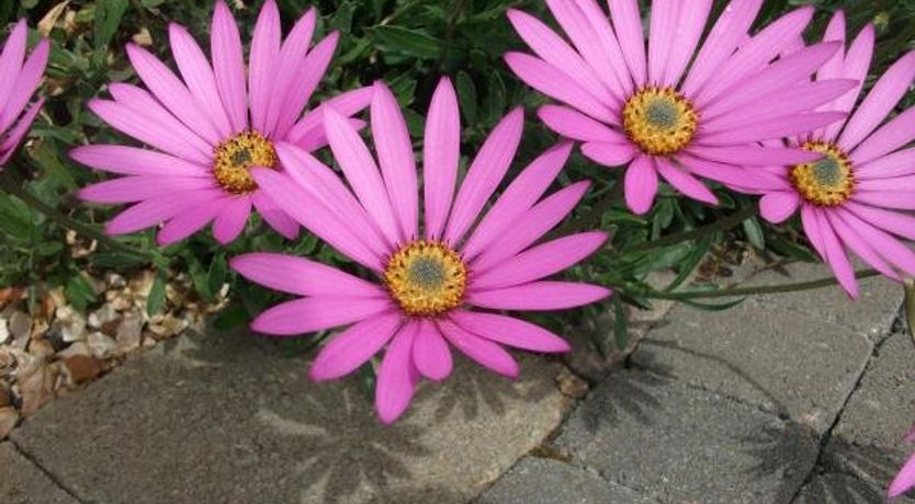 Photo of Ballybunion Golf Self Catering