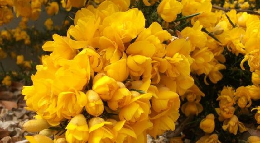 Photo of Ballybunion Golf Self Catering