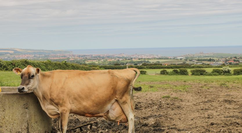 Photo of The Goat Shed