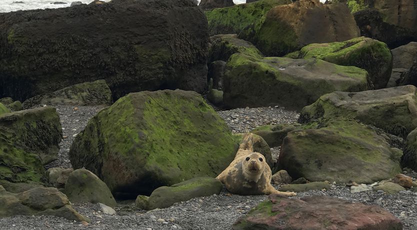 Photo of Orchard Cottage