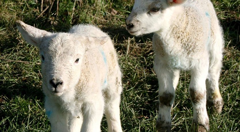 Photo of Pentreheulyn