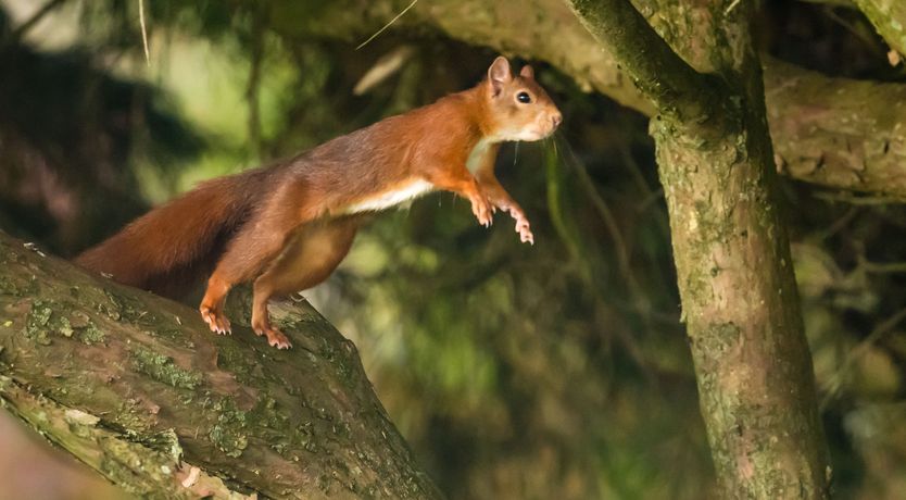 Photo of Tan Twr Farm Cottage