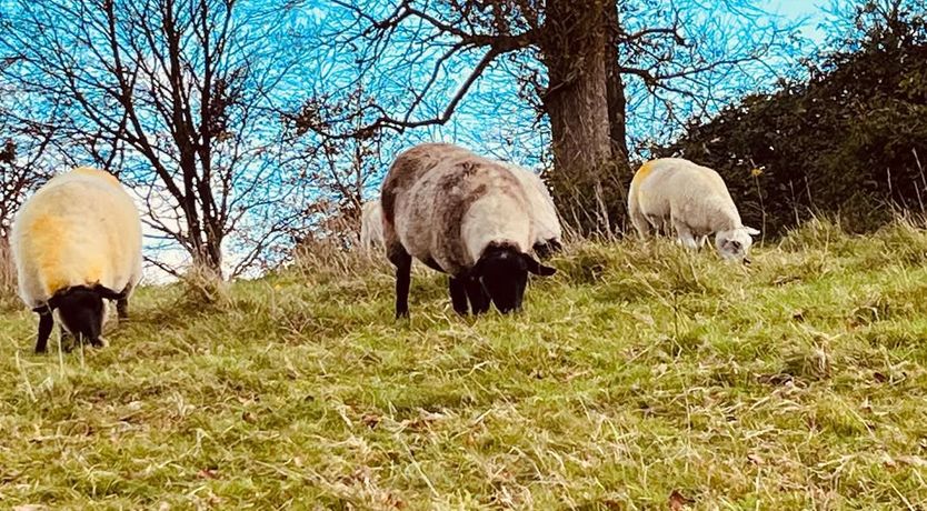 Photo of Wexford House and Gardens