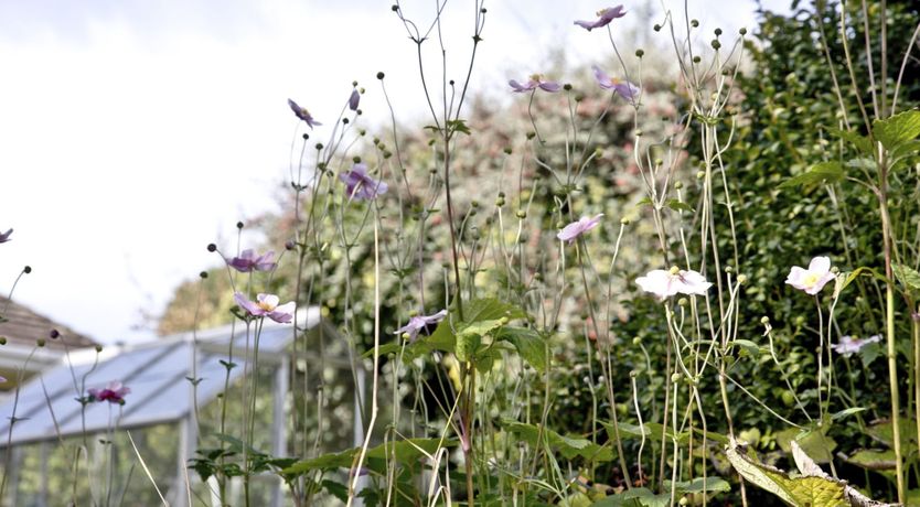 Photo of Evies Cottage, Brixham
