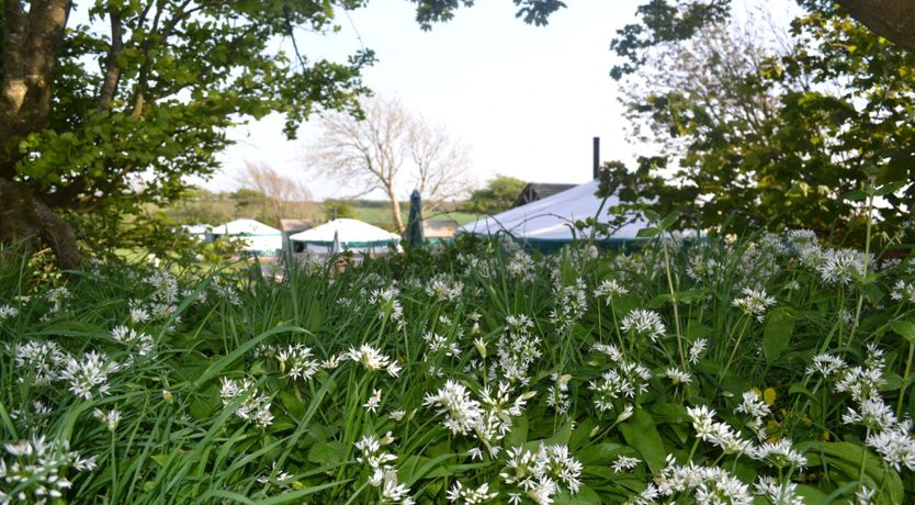 Photo of Yurt 2, East Thorne, Bude