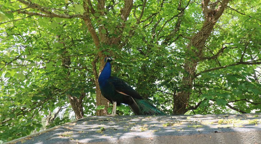 Photo of Beggars Roost