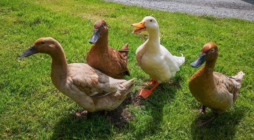 Photo of The Stables