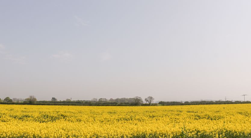 Photo of Pipistrelle Cottage