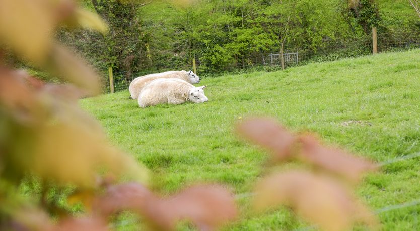 Photo of Mimi's Cottage