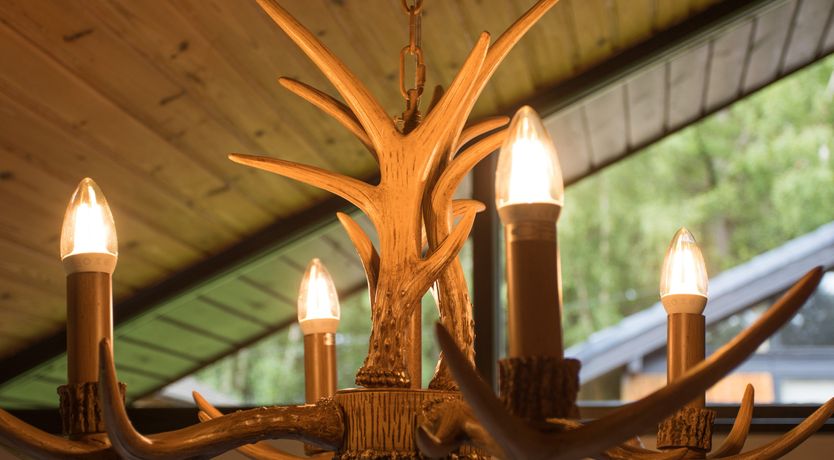 Photo of Pine Tree
